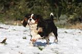 CAVALIER KING CHARLES 528